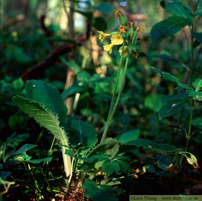 Äkta lundviva, Primula elatior ssp. elatior